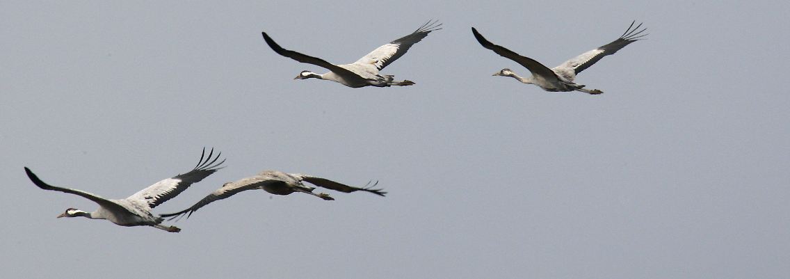 Die Flügelfedern, die beim Flug für Auftrieb sorgen und so einen Vogel in der Luft halten, sind starken Belastungen ausgesetzt.