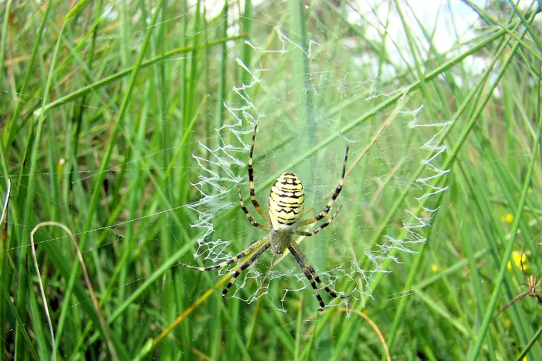 Wespenspinne-w