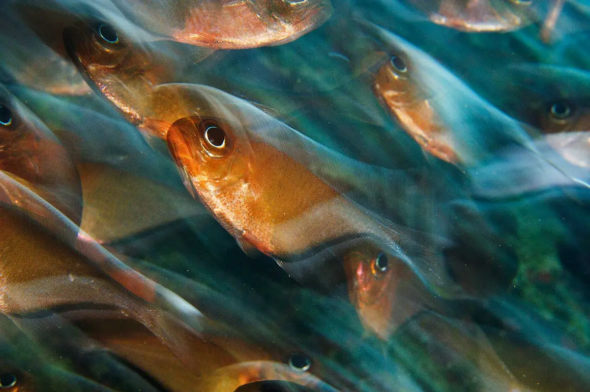 16-06-S-154-155-Brian-Skerry