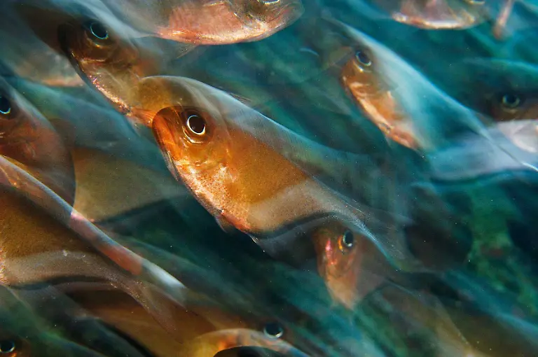 16-06-S-154-155-Brian-Skerry