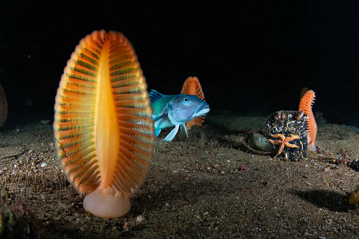 8-03-S-42-43-Brian-Skerry