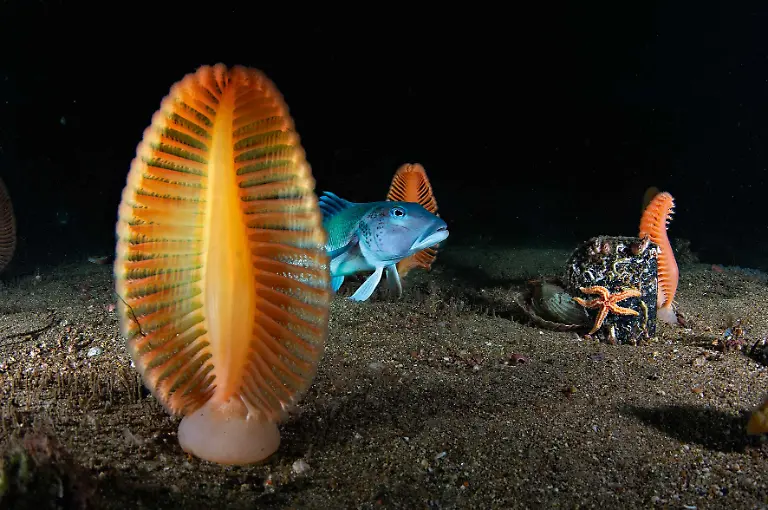 8-03-S-42-43-Brian-Skerry