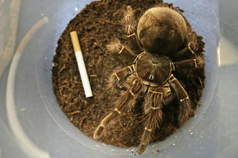 theraphosa