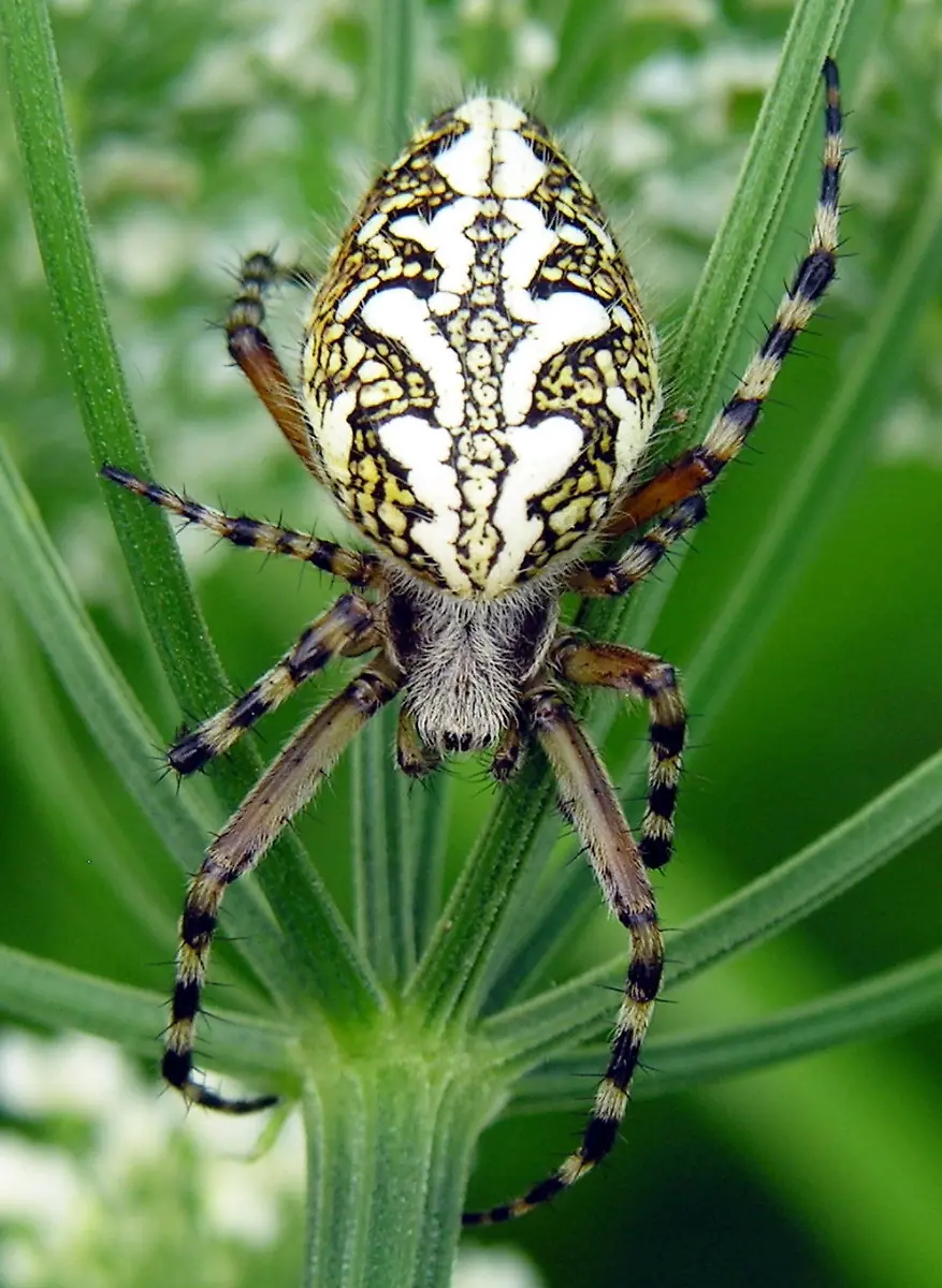 radnetzspinne