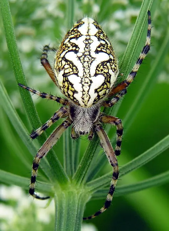 radnetzspinne