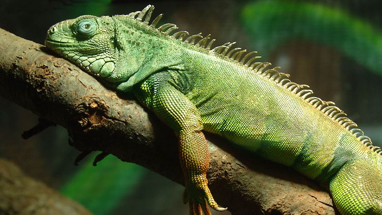 Die Gestalt des Mini-Sauriers erinnert Experten zufolge an einen jungen Grünen Leguan.