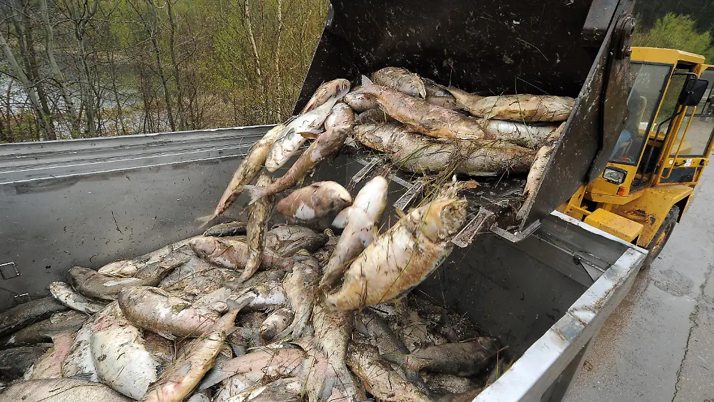 3bh12636-jpg903217672961610610