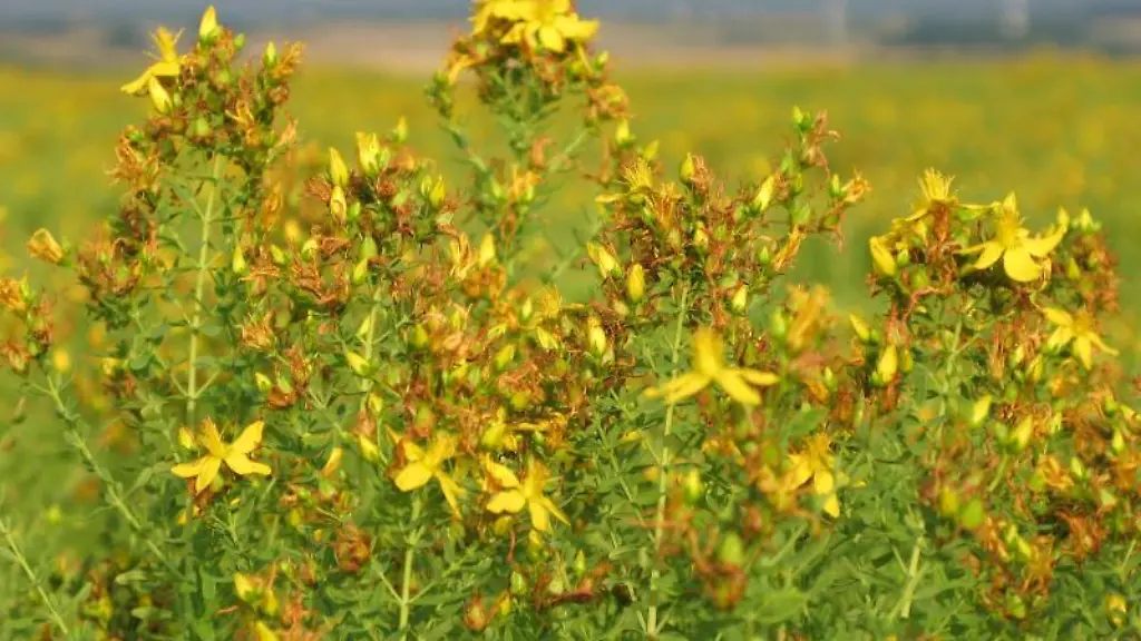 Johanniskraut-kann-die-Wirksamkeit-einer-Krebstherapie-beeintraechtigen