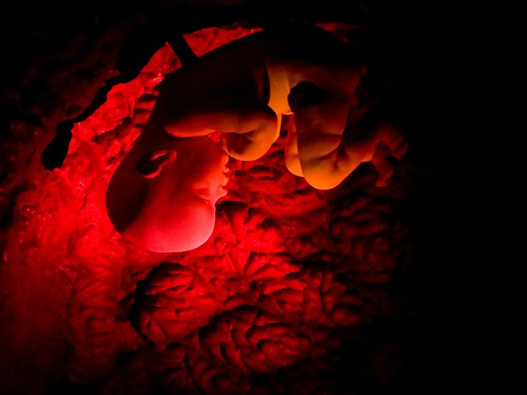 Ein menschlicher Embryo ist in einem dreidimensionalen Film über die menschliche Fortpflanzung zu sehen.