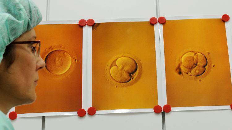 Abbildungen von Eizellen nach einer künstlichen Befruchtung im Zentrum für Reproduktionsmedizin der Universitätsfrauenklinik in Leipzig.