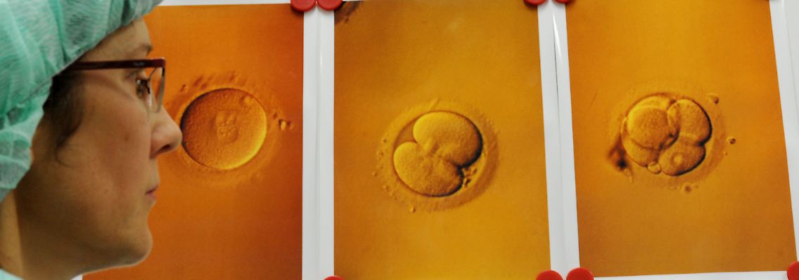 Abbildungen von Eizellen nach einer künstlichen Befruchtung im Zentrum für Reproduktionsmedizin der Universitätsfrauenklinik in Leipzig.