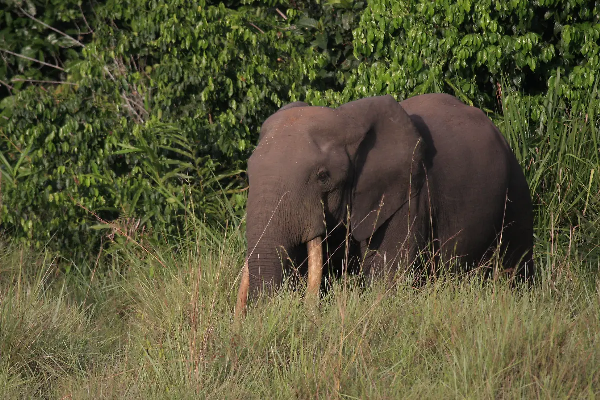 Isbjoern-Viot-Elephant