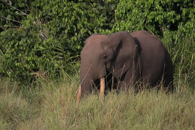 Isbjoern-Viot-Elephant