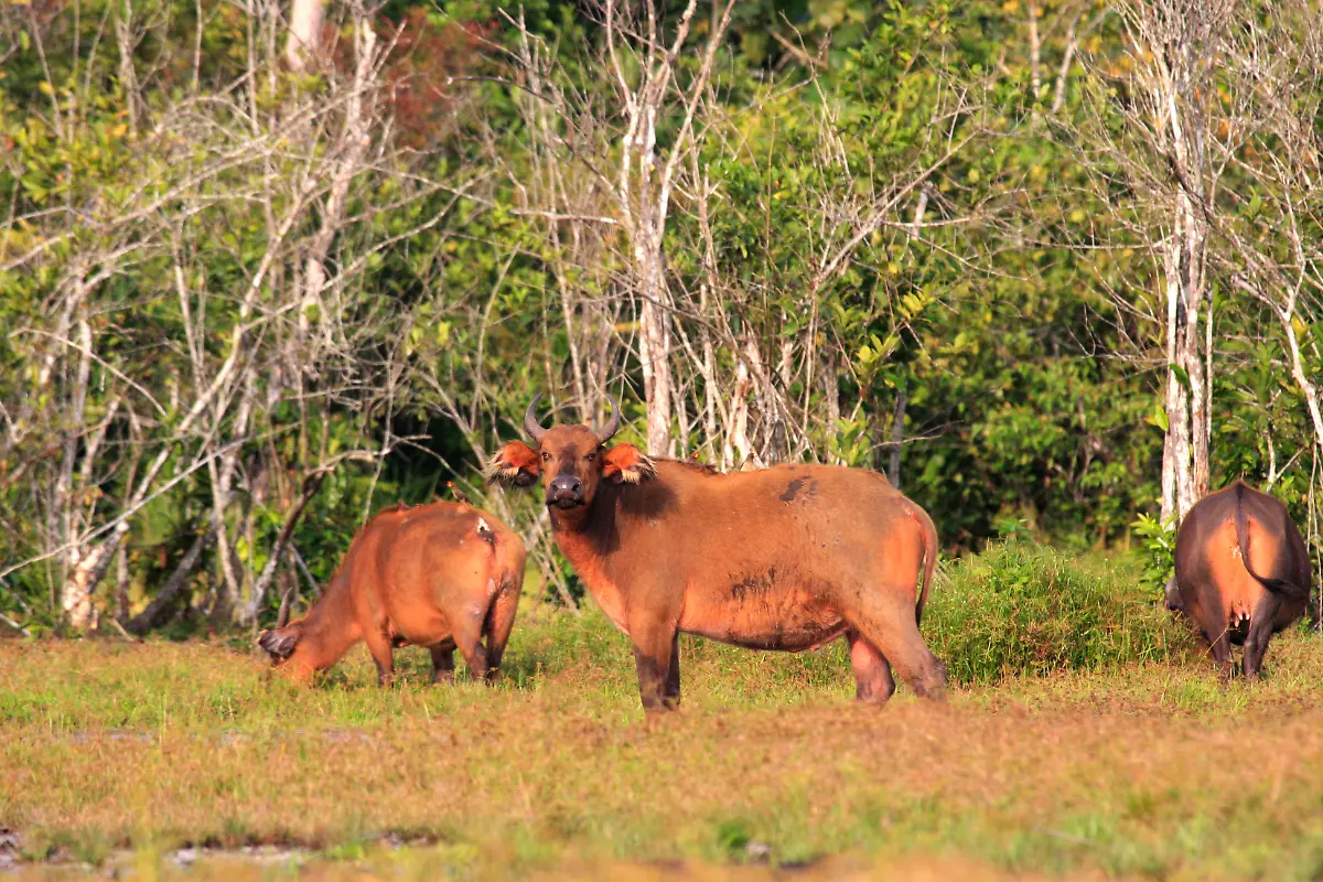 Isbjoern-Viot-Buffalos