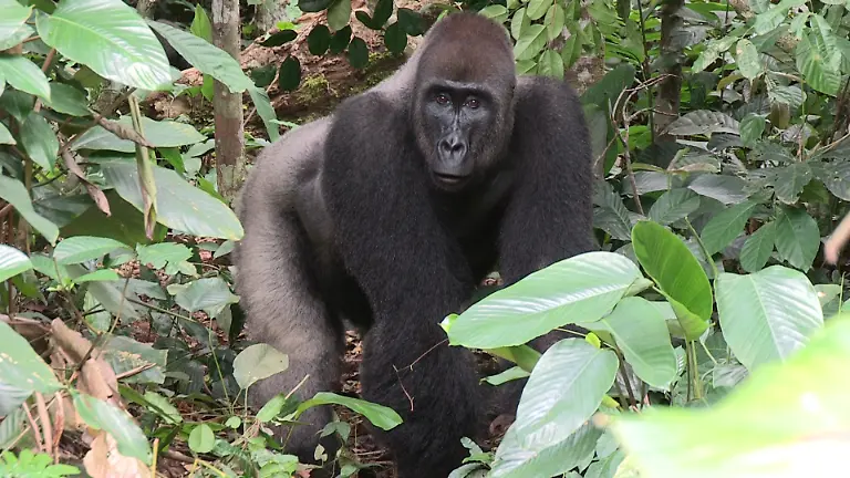 German-Illera-Neptuno