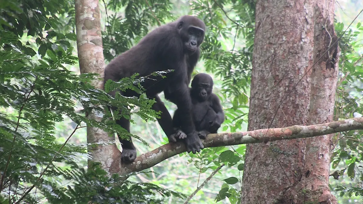 German-Illera-EcoPan