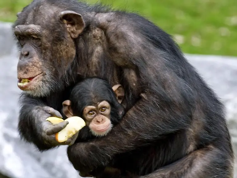 Eine-Schimpansin-mit-ihrem-Baby-laesst-sich-Fruechte-im-Safarpark-Beekse-Bergen-in-Hilvarenbeek-Niederlande-schmecken