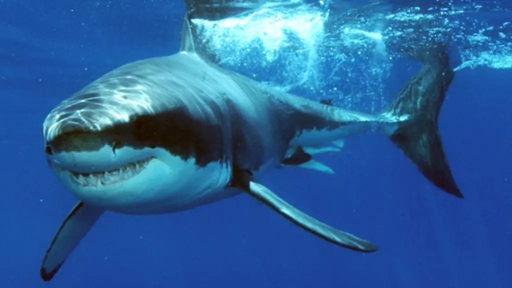 3avn0012-jpg6562379507837385989