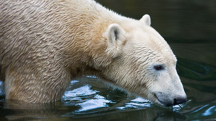 Tierschützer kritisieren die Haltung von Eisbären ins Zoos als nicht artgerecht.