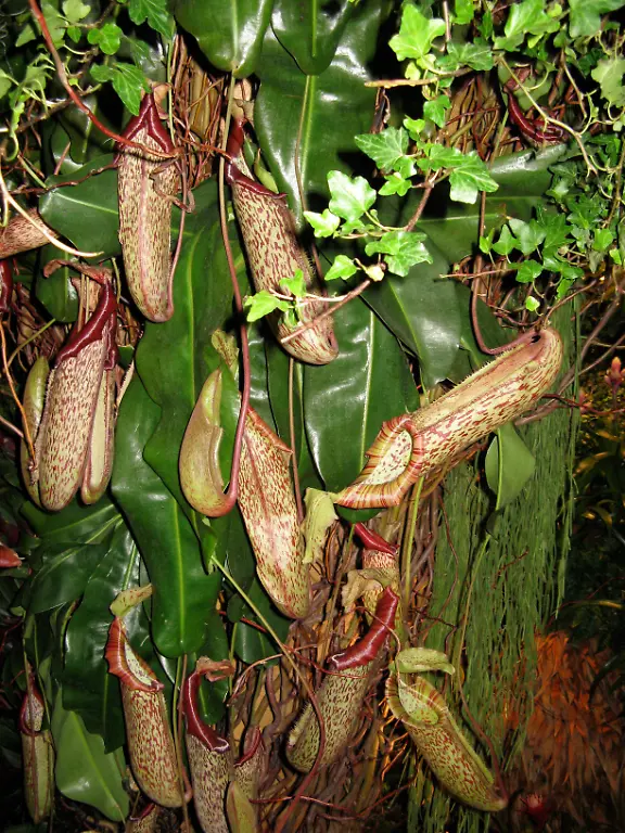 Haifa-International-Flower-Exhibition-2012-6