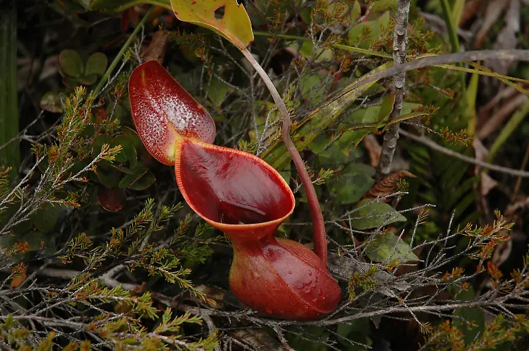 Nepenthes-lowii-Jeremiah-Harris-CC-BY-SA-3-0