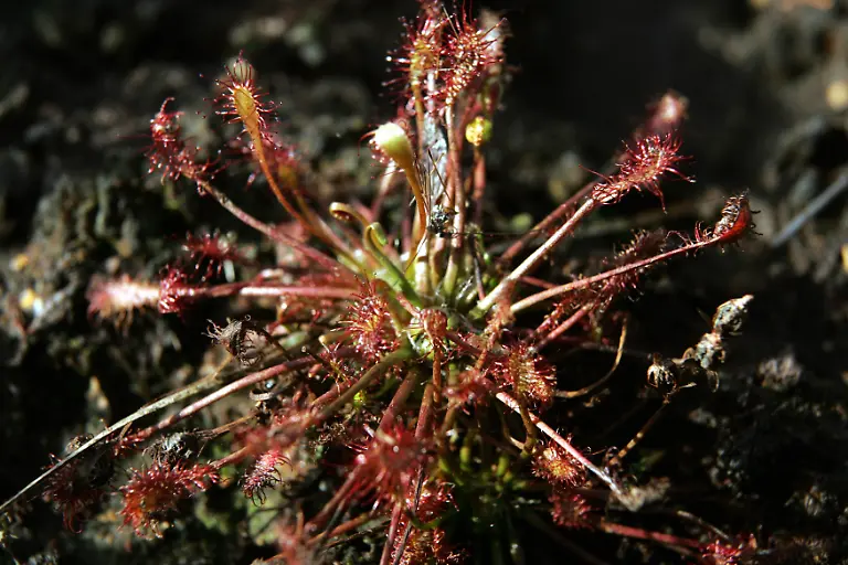 langblaettriger-sonnentau