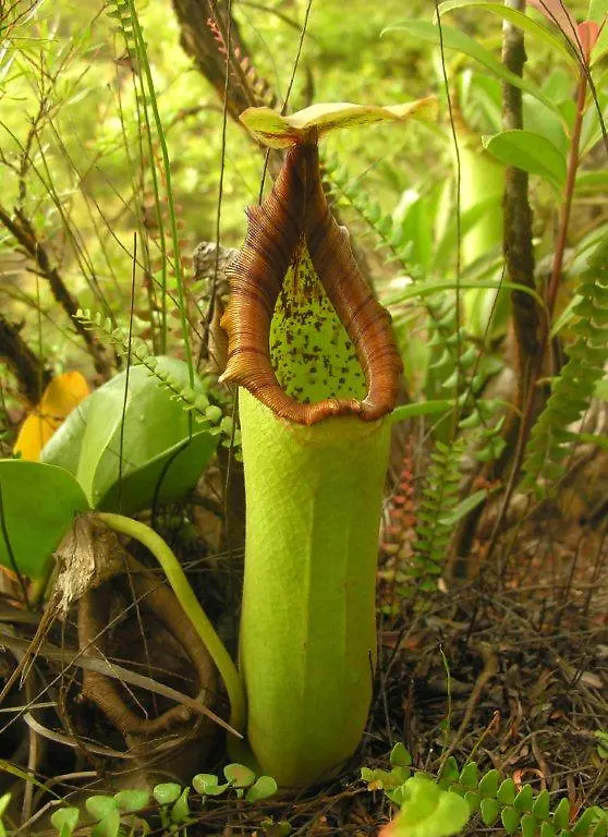 Nepenthes-truncata-2