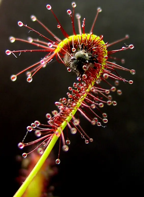 Drosera-Noah-Elhardt-CC-BY-SA-3-0
