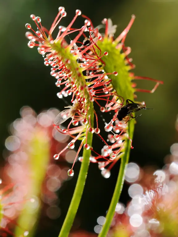 mittlerer-sonnentau2