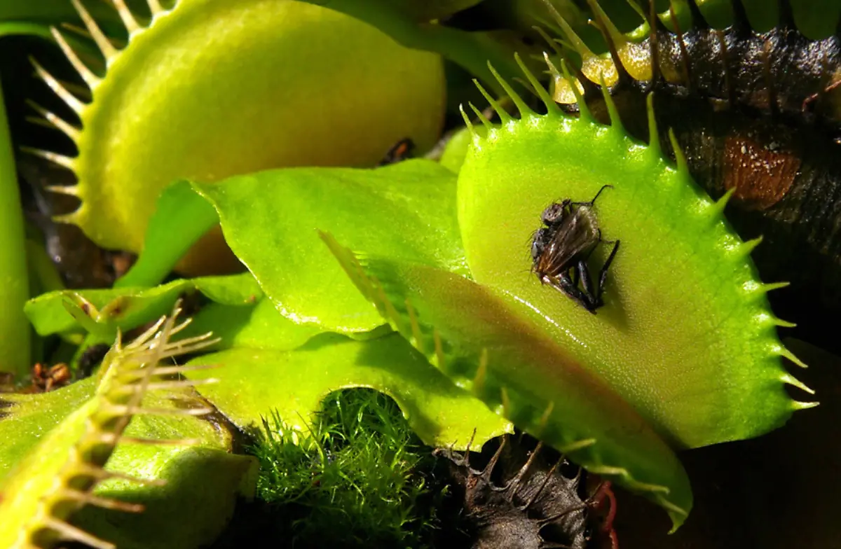 Venusfliegenfalle-Joe-MiGo-CC-BY-SA-3