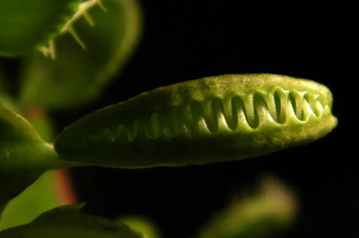 2Venusfliegenfalle-Joe-MiGo-CC-BY-SA-3