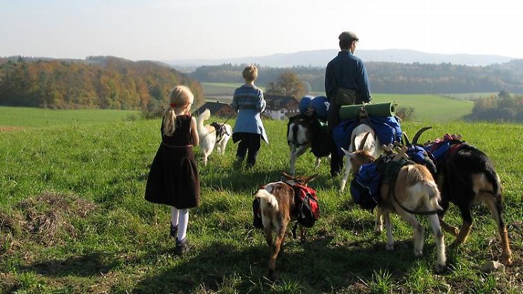 Entspannter Familienausflug: Die Ziegen tragen das Gepäck - und die Kinder finden dank ihnen das Wandern nicht mehr fad.