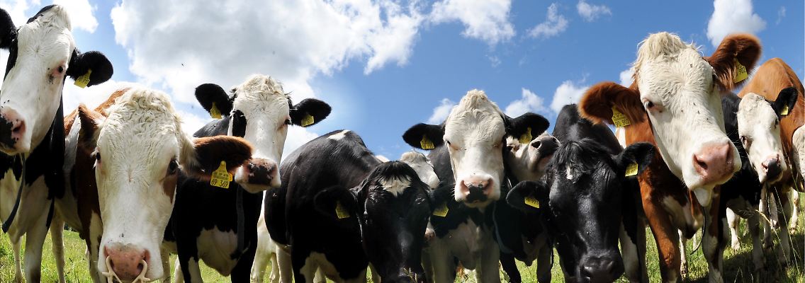 Das sind noch echte Originale. Im Falle einer künstlichen Kopie soll aber auch deren Verzehr erlaubt sein.