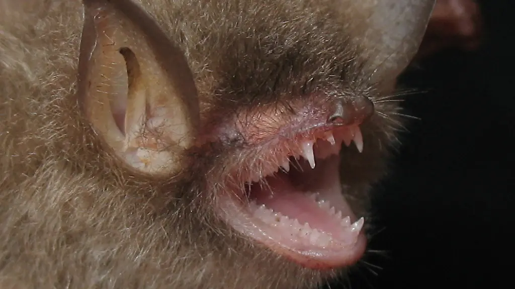 Das-Fledermausvirus-kann-weltweit-auftreten