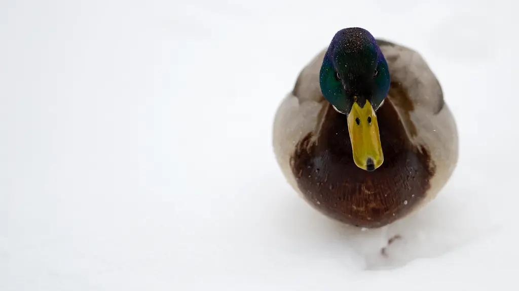 3alr2445-jpg8943041129504258771