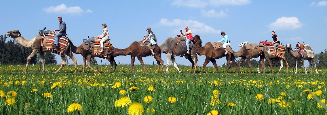 Dromedar, Trampeltier oder Kamel? Auf der Kamelfarm Allgäu bekommen Kinder vor jedem Ausritt die Unterschiede zwischen den Paarhufern erklärt.