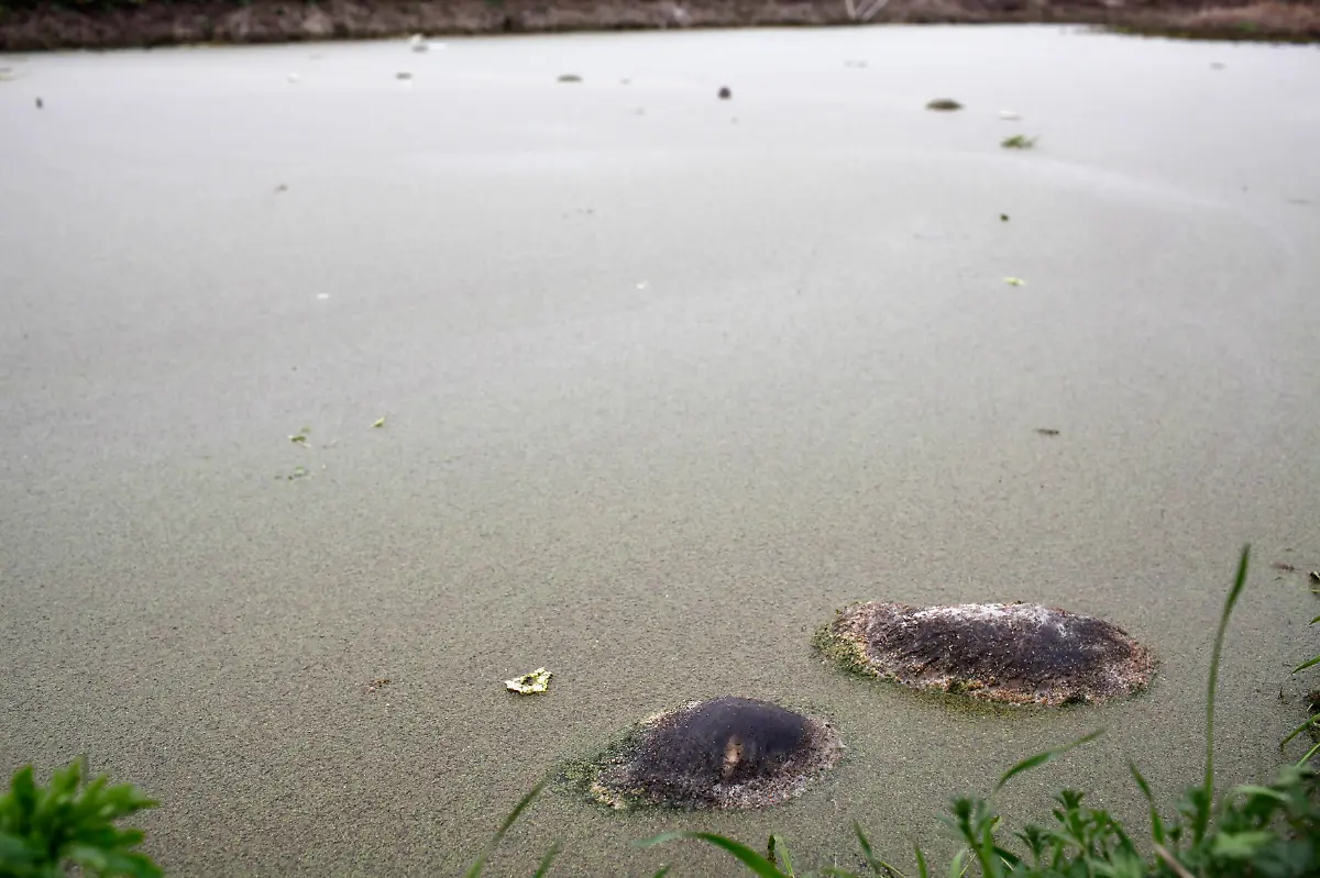 2013-03-11T102624Z-01-SHA102-RTRMDNP-3-CHINA-PIGS-JPG1122360806707856575