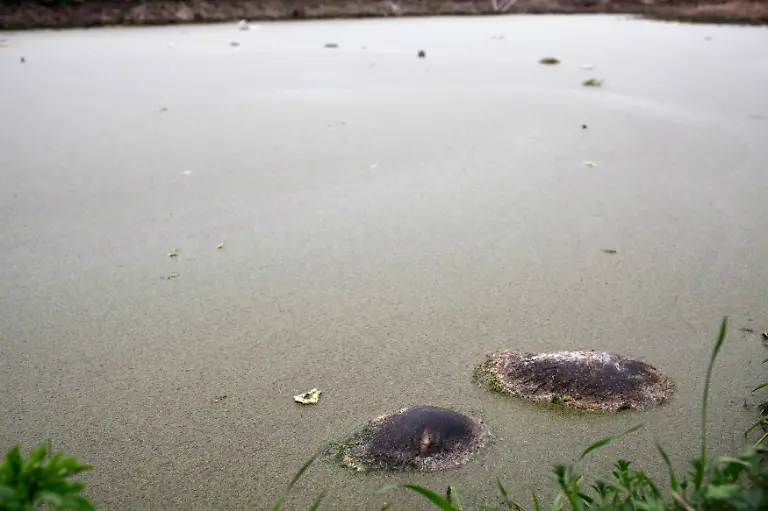 2013-03-11T102624Z-01-SHA102-RTRMDNP-3-CHINA-PIGS-JPG1122360806707856575