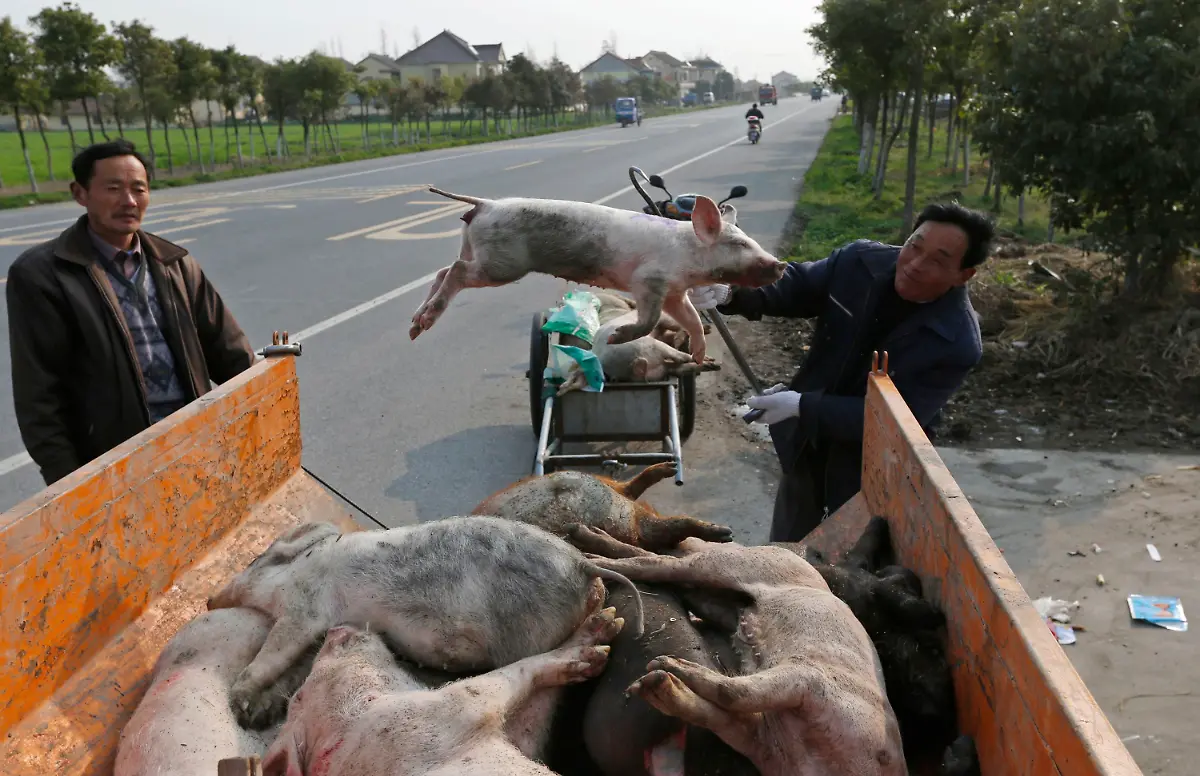 2013-03-13T215531Z-01-PEK28-RTRMDNP-3-CHINA-PIGS-JPG8759203504672943400