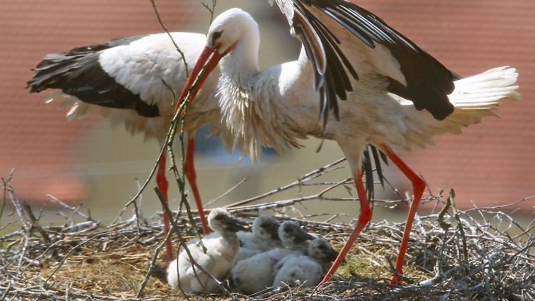 Im Alter von drei bis vier Wochen können die Jungvögel nicht mehr von ihren Eltern gewärmt werden.