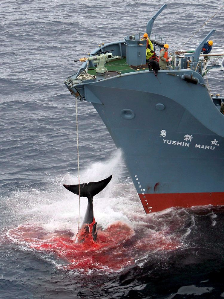 Ein harpunierter Wal wird an Bord eines japanischen Walfangschiffes gezogen.