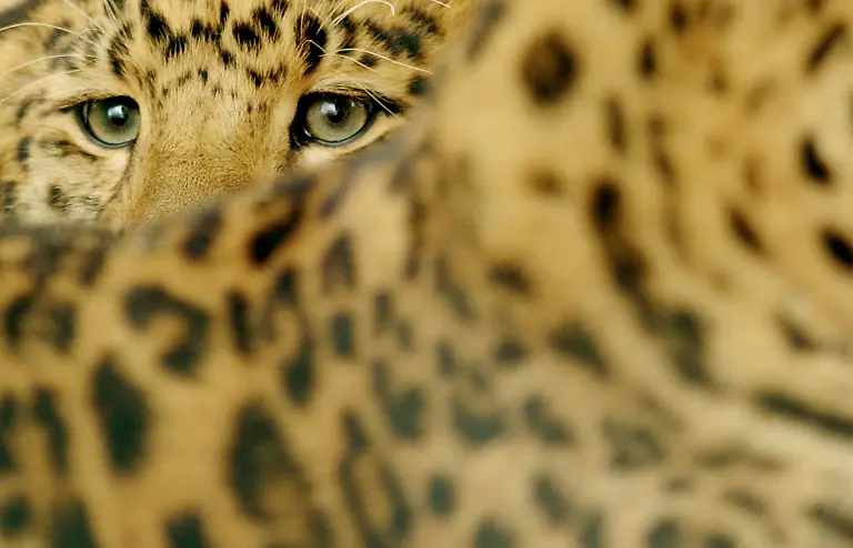 leopard2