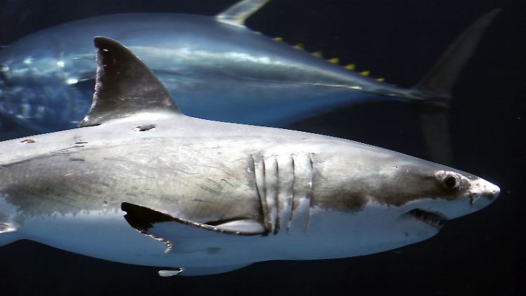 Die Raubtiere schlagen rund 100 Meter vor einer Insel zu, auf der Robben leben.