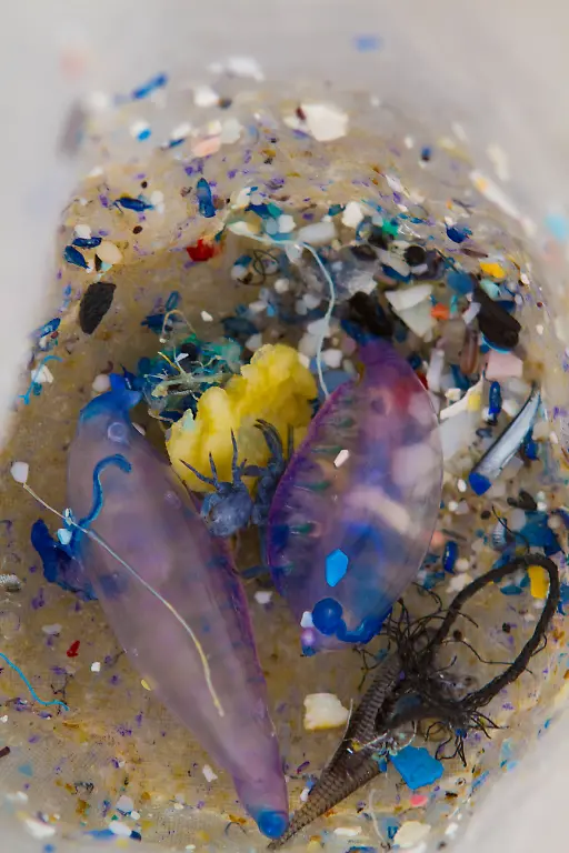 south-atlantic-algalita