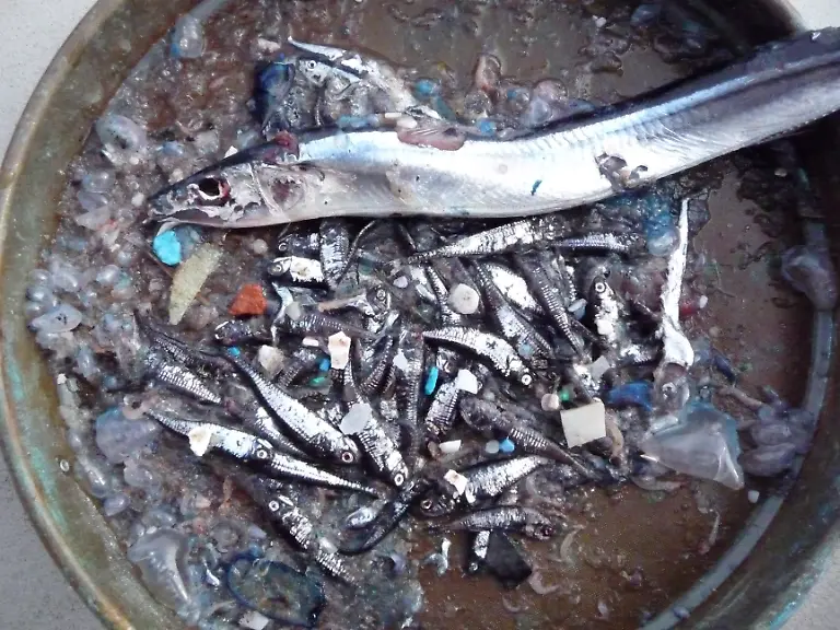 north-Atlantic-algalita