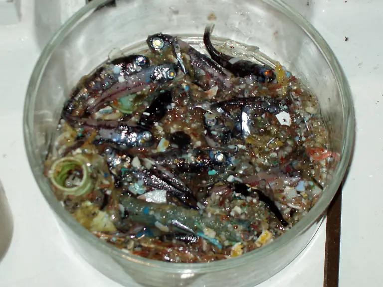 North-Pacific-algalita