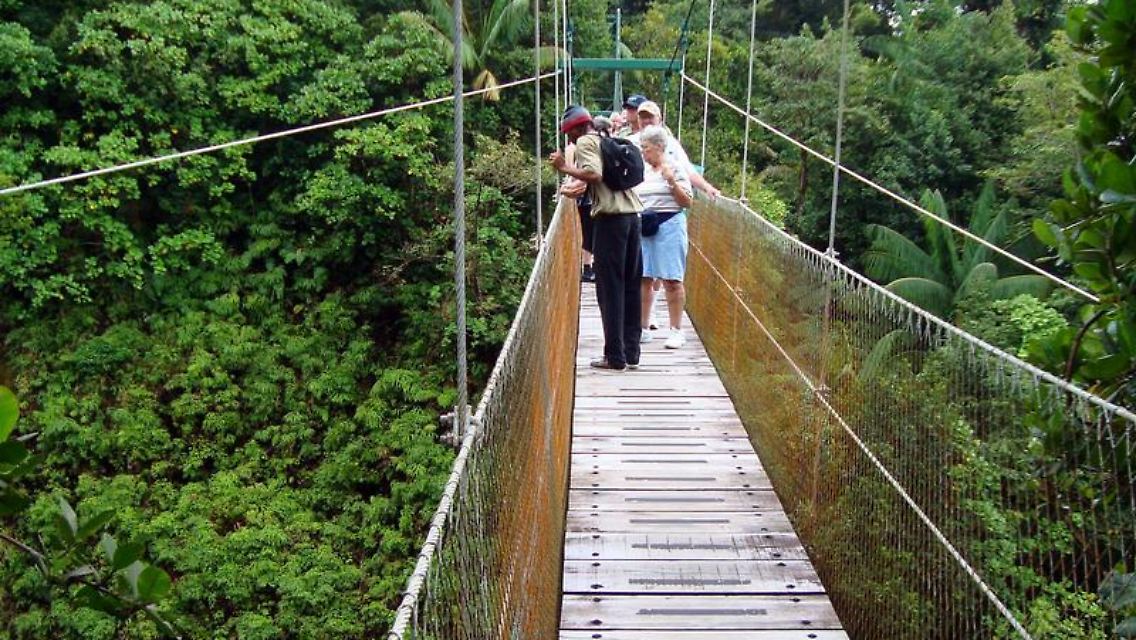 Durch die Wipfel der Dschungelbäume spazieren: Für Besucher der Insel Dominica steht Natururlaub an erster Stelle.
