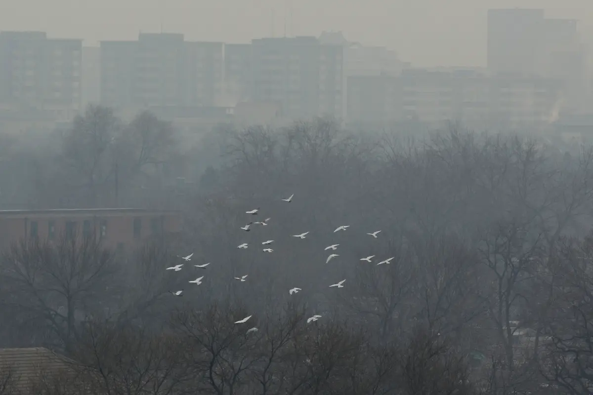 DAB0595-20130115-jpg2052332321639074802