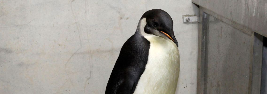 "Happy Feet" sammelt wieder neue Kräfte.