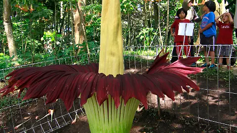 Seltenes Naturschauspiel: Größte Blume der Welt blüht